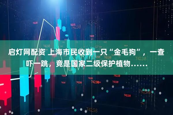 启灯网配资 上海市民收到一只“金毛狗”，一查吓一跳，竟是国家二级保护植物……
